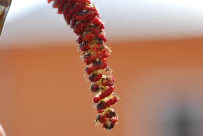 Populus androscoggin - topol Androscogův - květenství 1